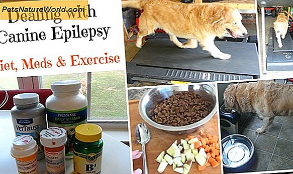 Canine Epilepsy Diet rekommendationer
