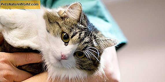 Příčiny zvracení kočky a průjem