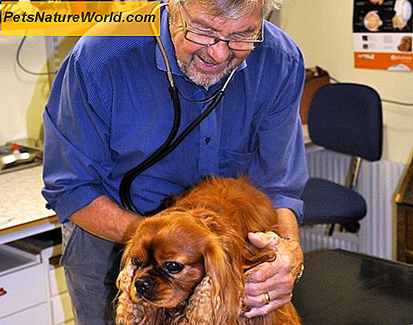 Diagnóza rakoviny psa