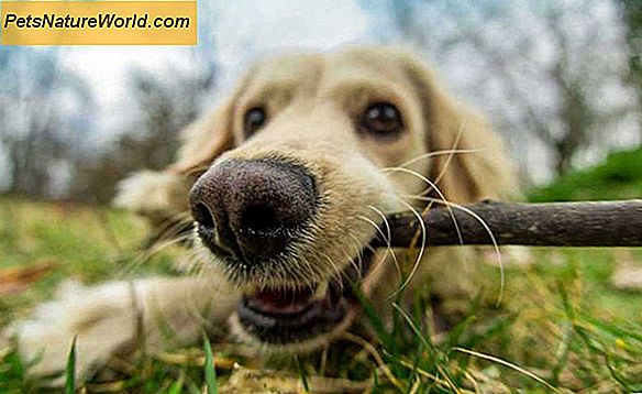 Behandling av hundens adferdsproblemer: Trening mot medisinering.