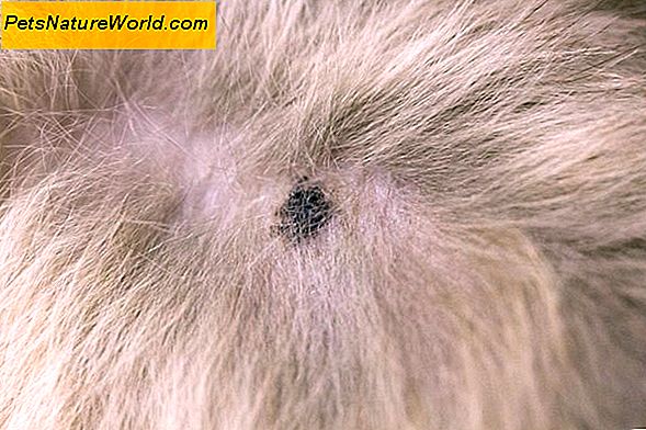 Katt hudirritation Behandling med klorfeniramin