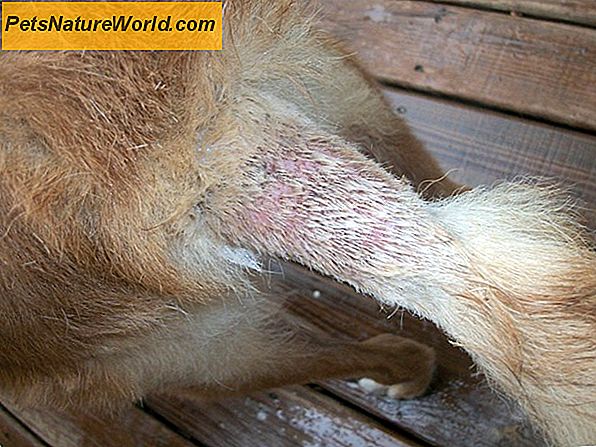 Scabby Cat disease Behandling