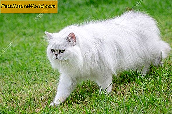 Persiska katt hudproblem