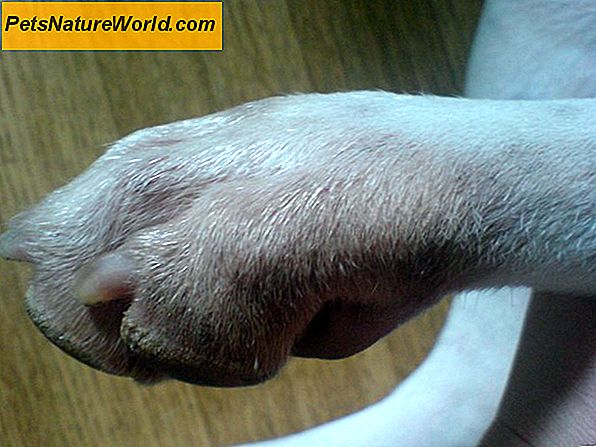 Behandla hund Fur Fur förlust orsakad av parasiter