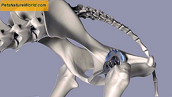 Canine Hip Replacement Surgery