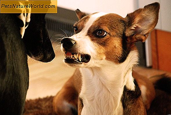 Varför hundar hostar