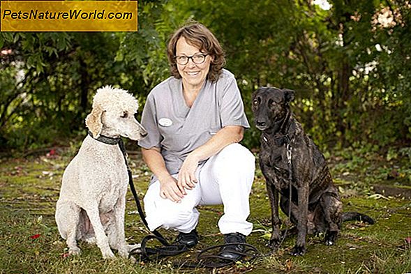 Veterinär kirurgi: En inledande guide för hundägare