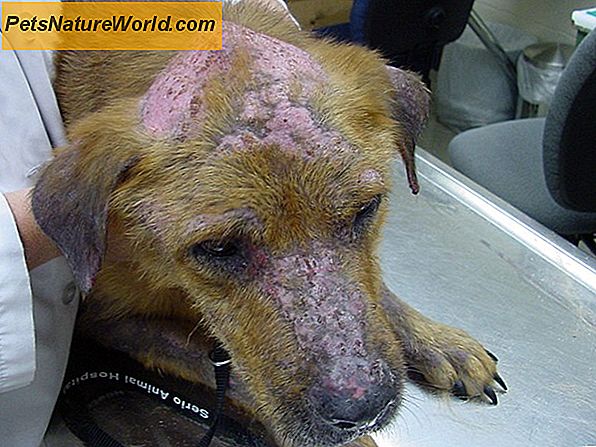 Canine autoimmuna sjukdomssymtom