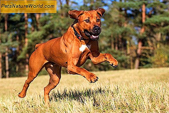 Vanliga Boxer Dog Ailments