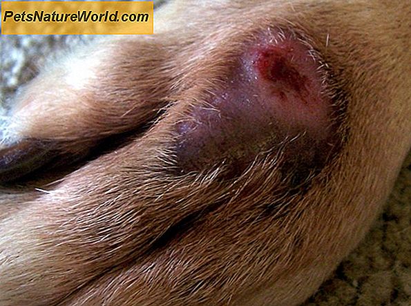 Dog Ear Infection Symptom