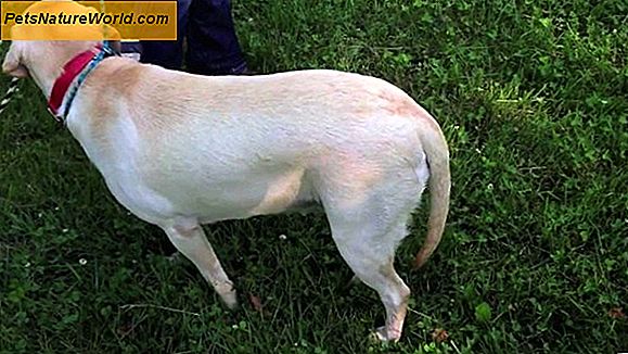 Limber Tail behandling för hundar