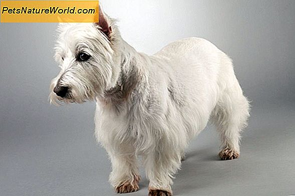 White Shaker Dog Syndrome