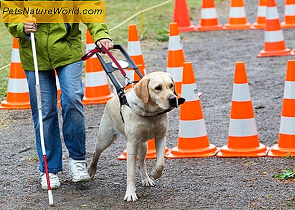 Guide Dog Schools: Hur Service Hundar Lär
