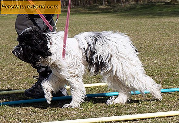 The Tellington Touch: TTouch träning för hundar