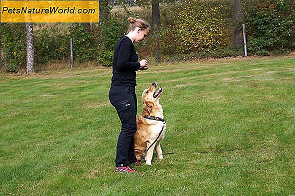 Förstå hundens beteende och träning