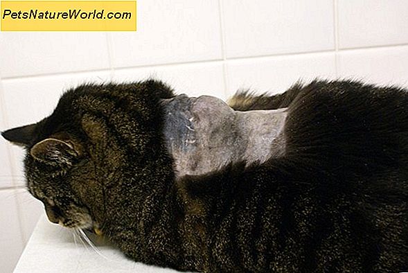 Feline Leukemia Vaccine Side Effects