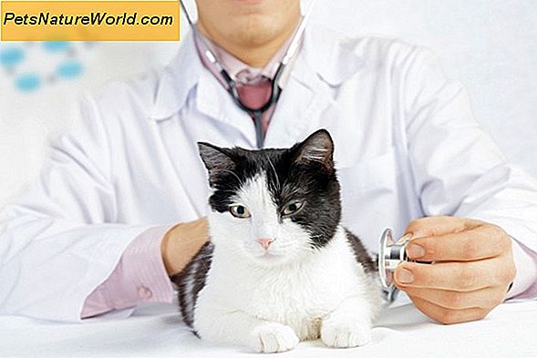 Feline Coronavirus Symptom